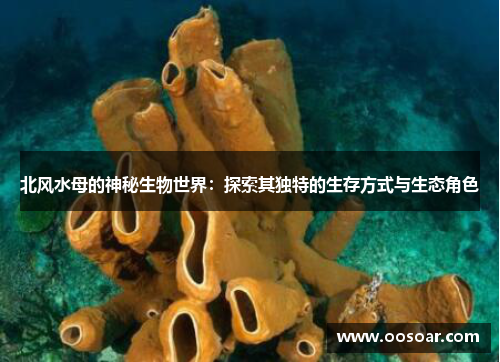 北风水母的神秘生物世界：探索其独特的生存方式与生态角色